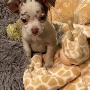 Trade and goodies ❤️